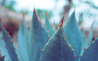 Tequila's Transformation: From Party Spirit to Premium Beverage