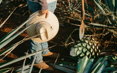 Agave on the Clock: Overcoming Challenges in Tequila Production Planning